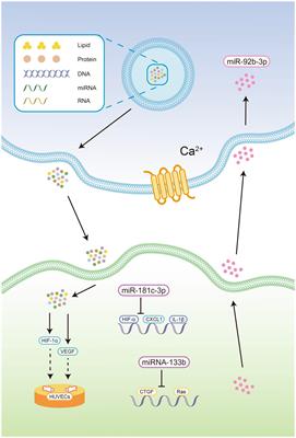 Role of hypoxic exosomes and the mechanisms of exosome release in the CNS under hypoxic conditions